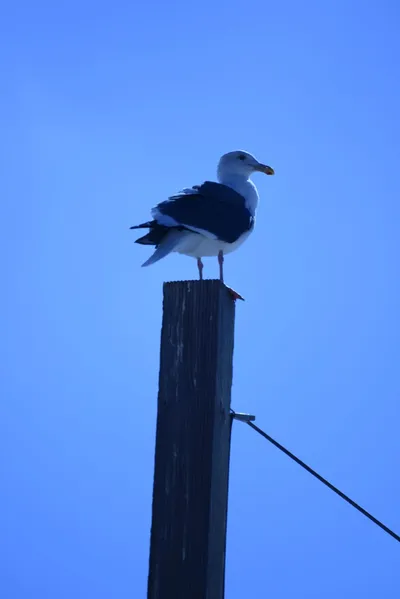 DSC_4988 (Large).JPG